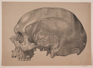 Skull