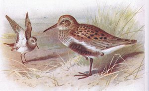 Dunlin (summer and winter), from Birds of the British Isles and Their Eggs