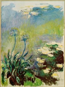 The Agapanthus