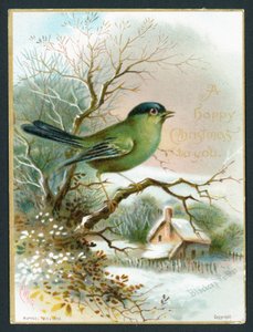 Blackcap Warbler