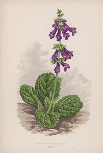 Pyrenean Dead-nettle
