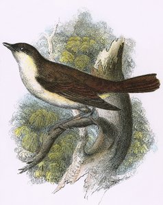Nightingale
