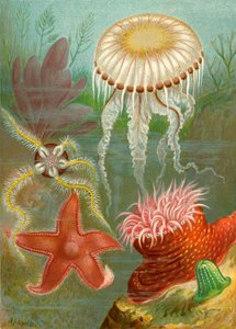 Sea Jellies and Sea Stars