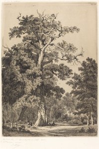 Ancient Oak in the Bois de Boulogne