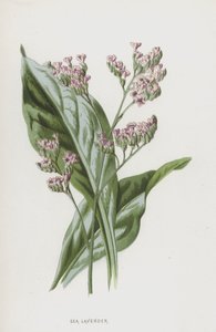 Sea Lavender