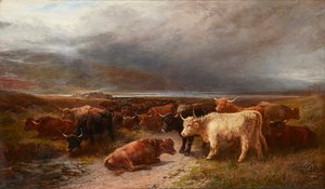 Highland Cattle in a Mountain Glen
