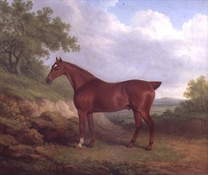 A Chestnut Thoroughbred