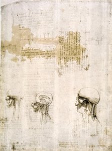 Anatomy Studies