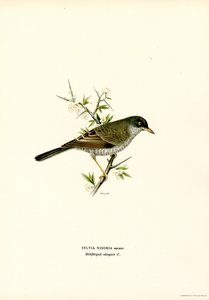 Barred Warbler
