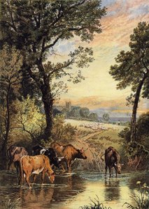 Summer Evening
