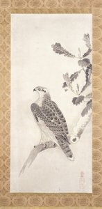 Hawk Perched On A Branch