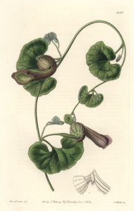 Chilean Aristolochia or Fox Ears
