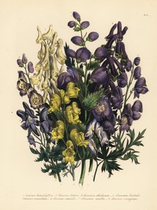 Various-leaved monkshood, yellow monkshood, pale yellow monkshood, Carpathian purple wolfsbane, panicled monkshood, common monkshood, and variegated monkshood