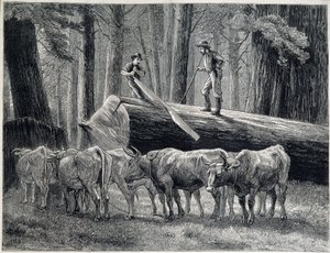 Woodcutters in a redwood forest in California - engraving