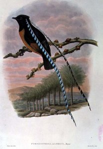 Pteridophora Alberti, King of Saxony Bird of Paradise