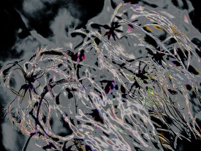 Countryfile, 2015 by Alice Gur-Arie